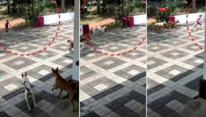 വീട്ടിലെത്തിയ കുട്ടിയുടെ നേരെ പാഞ്ഞടുത്തത് ഏഴ് തെരുവ് നായ്ക്കൾ, രക്ഷപ്പെട്ടത് തലനാരിഴയ്ക്ക്